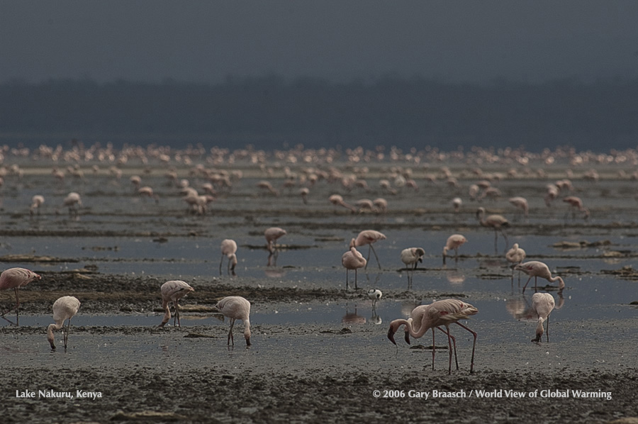 Lake Nakuru, Kenya, where once millions of flamingos fed and nested, has suffered a severe decline from logging and climate..