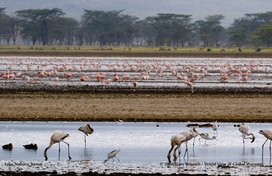 Lake Nakuru, Kenya, where once millions of flamingos fed and nested, has suffered a severe decline from logging and climate..