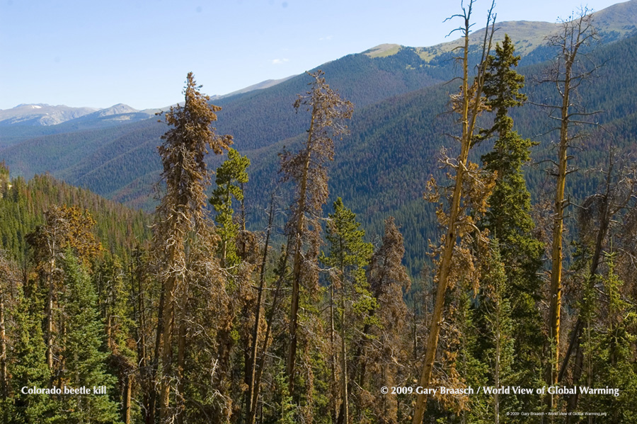 More than 40 million acres of forest from Alaska to New Mexico have been killed by species of spruce and pine bark beetles -- native insects helped by drought and warmer winters to overwhelm the forests. Front Range of Colorado.