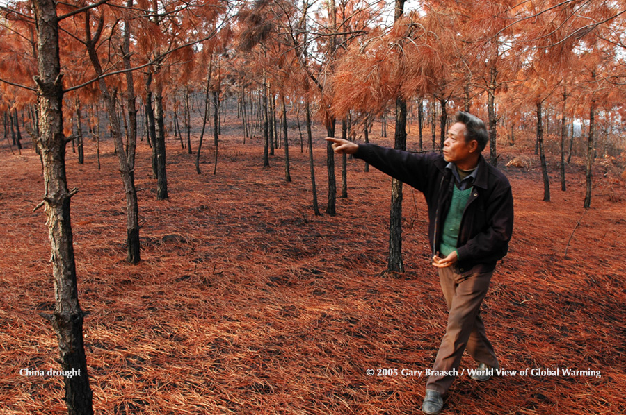 Leader of Guo village in Guangdong Prov. China shows young pine forest planted by villagers but destroyed by fire as result of severe drought.