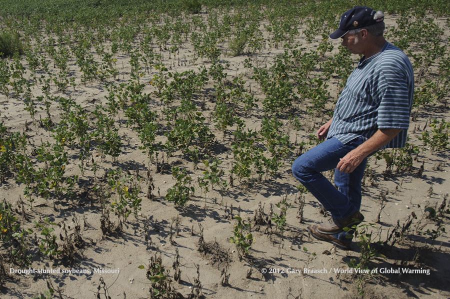 Farmer Rogers Strickland in dissicated soybean field, Weston MO. The great American drought of 2012 was the most intense in NOAA records and the most extensive since the 1950s. 