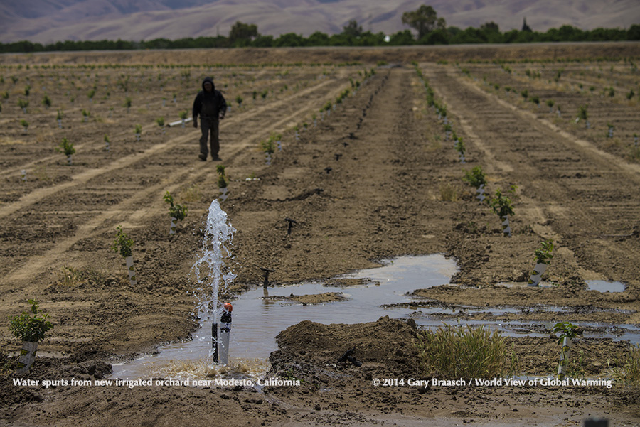 irrigation system in new almond orchard