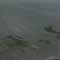 Gulf Oil Spill Photos