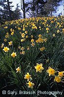 Daffodils, Prospect Park, Brooklyn, New York